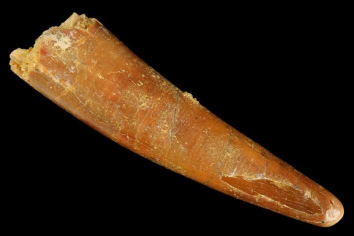 Fossil Pterosaur (Siroccopteryx) Tooth - Morocco #183696
